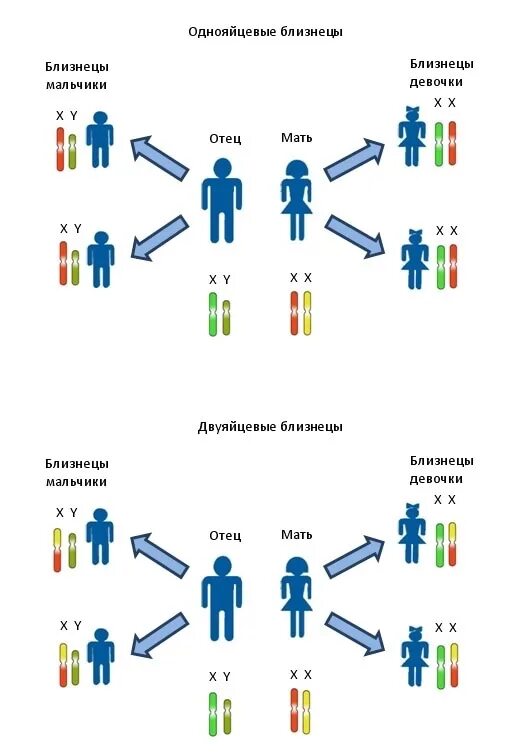 Генетика. Близнецы хромосомы. Генетика от родителей к детям. Хромосомы от отца и матери. Гены отца передаются сыну