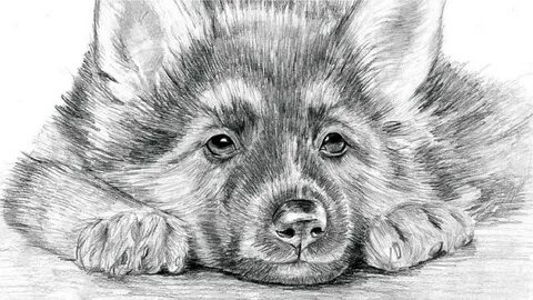 Рисунки животных для срисовки (61 лучших фото) .