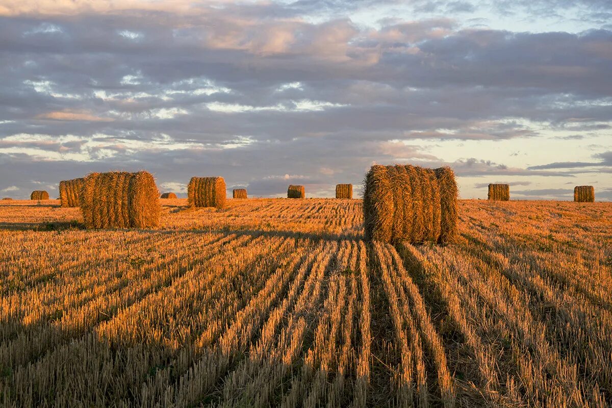 Стог травы. Стог сена в живерни пейзаж. Здания на сене. Набережная сены в париже. Навес для сена.