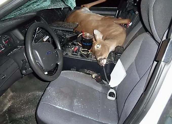 Машина с оленем. Олень за рулем. Собака разорвала салон автомобиля.