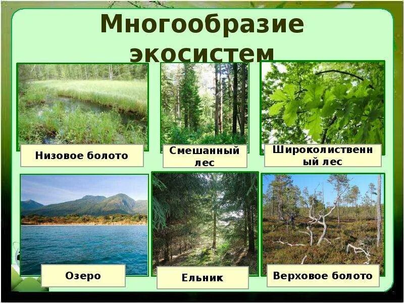 Природные экосистемы 11 класс. Многообразие экосистем. Экологическое сообщество это в биологии. Экосистема слайд. Разнообразие биогеоценозов.