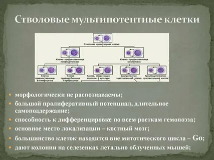 Большинство клеток