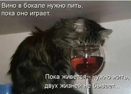 Давай выпьем рингтон