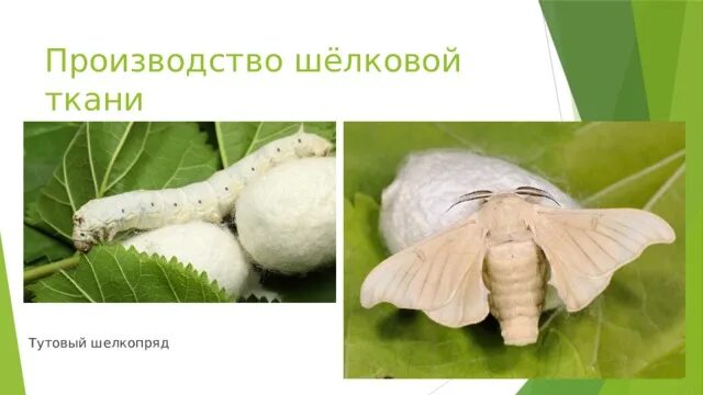 Определите тип развития животных тутовый шелкопряд. Одомашненный тутовый шелкопряд. тутовый шелкопряд бабочка. бабочка похожая на тутовый шелкопряд. тутовый шелкопряд на руке.