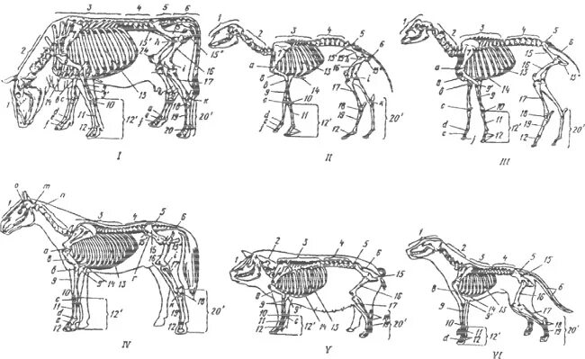 Осевой скелет КРС. Осевой скелет коровы анатомия. Осевой скелет животных анатомия. Кости черепа КРС. Анатомические особенности животных