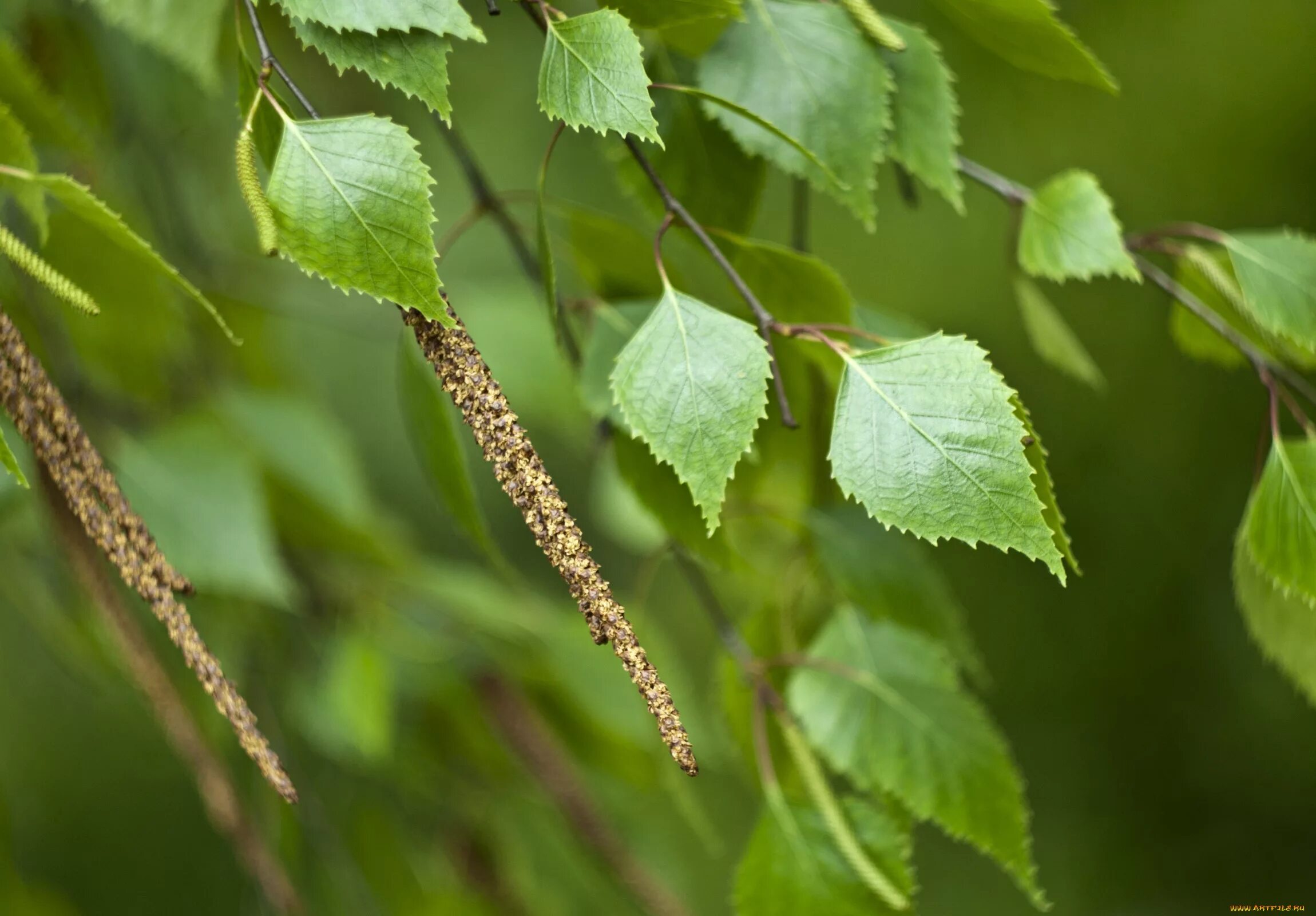 Береза обыкновенная (Betula Alba). Осина обыкновенная (Populus tremula). Береза бородавчатая листья. Береза повислая ветка. Листики березки