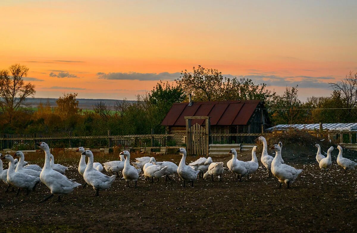 Гусиная ферма деревня Курманова. Гуси в деревне. Гусь деревенский. Утки в деревне. Птицы подворья