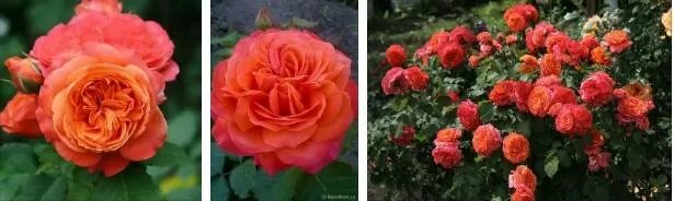 бутримова розы питомник. питомник роз бутримовых. бутримова розы питомник. питомник роз бутримовых каталог. питомник роз бутримовых каталог.