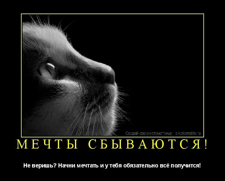 У тебя все получится. Я верю у тебя все получится. У тебя обязательно все получится. У меня все получится цитаты. Хочется верить но она всего лишь кошка