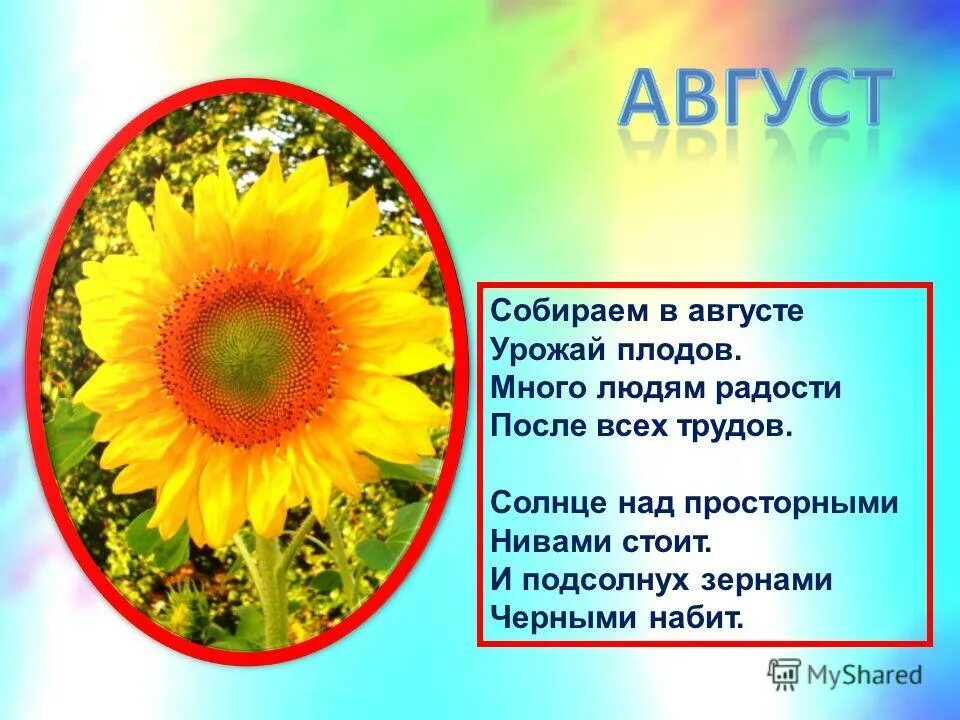 Подсолнух загадка. Стихотворение про подсолнух для детей. загадка про подсолнух. стихи про подсолнухи короткие и красивые. стих про подсолнух для детей короткие.