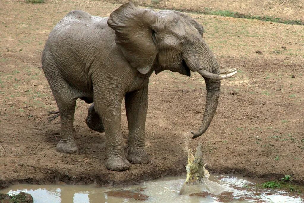 Слон пьющий воду. Слон. Слоны на водопое. Хобот слона. Слоны фото.