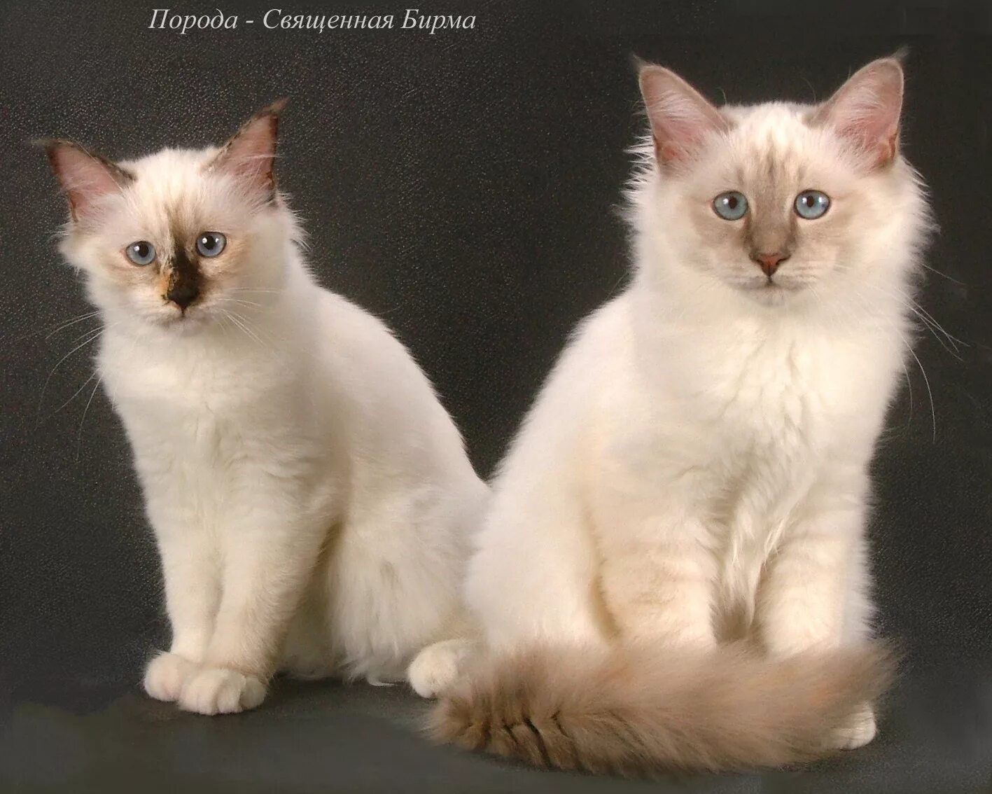 котики разных пород с названиями. фото кошек разных пород с названиями. породыя кошка с названием. описание кошки. породы кошек с надписями.