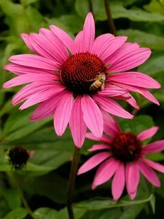 Эхинацея purpurea