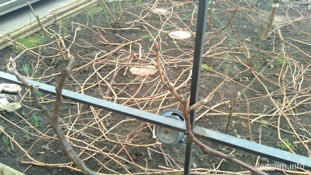 Надо обрезать девичий виноград на зиму. Обрезка девичьего винограда на зиму. обрезка девичьего винограда весной. девичий виноград обрезать осенью. обрезка девичьего винограда осенью.