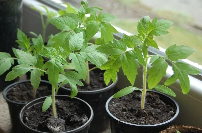 Pin on Овощной огород Plants, Garden, Wall