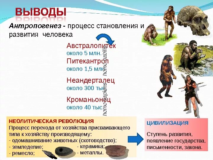 Ступени развития человека Антропогенез. Эволюция антропогенеза. Антропогенез человек умелый, человек разумный. Формирование человека разумного. Последовательность появления человека