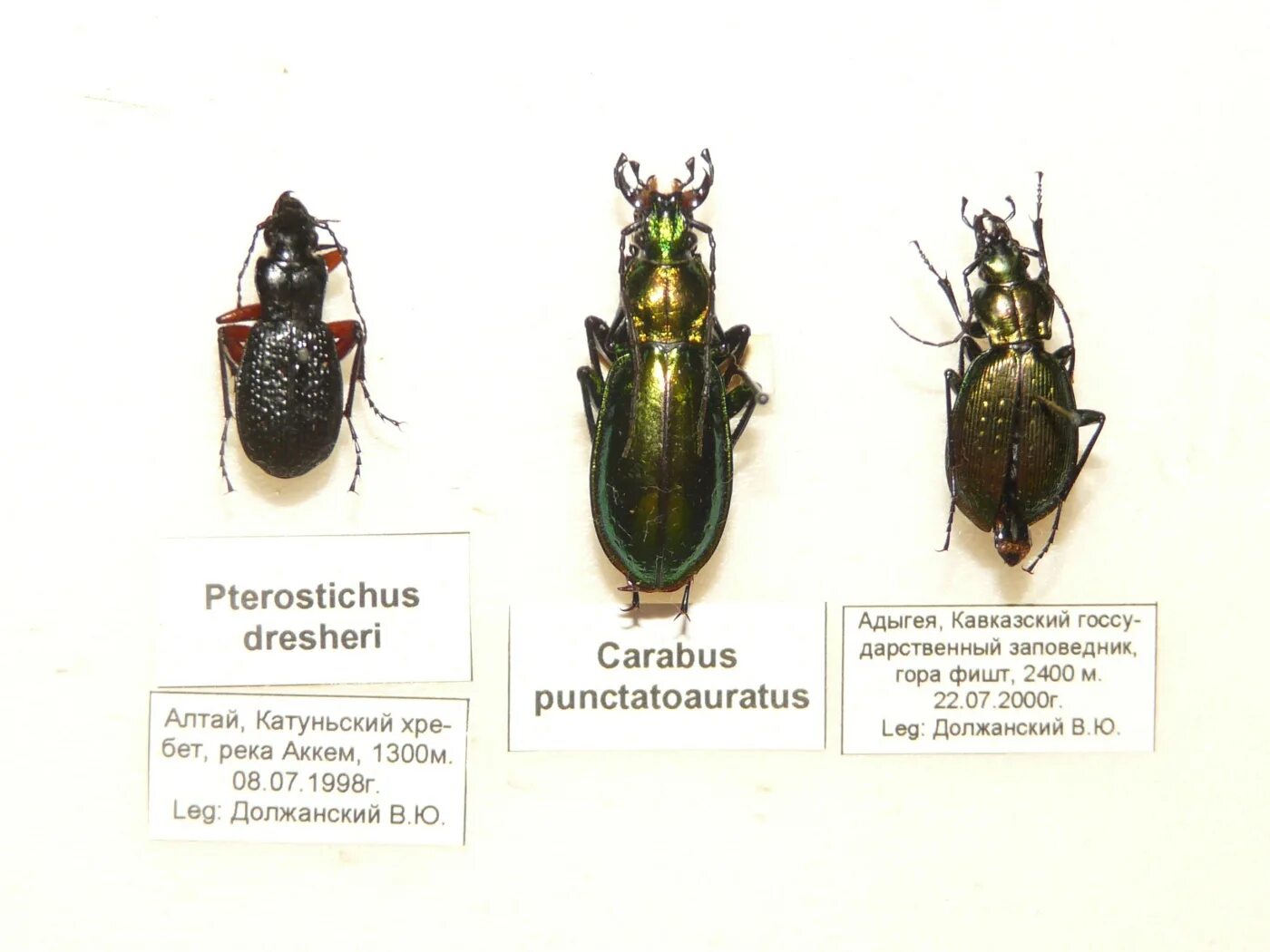 Приложение определяет жука. Приложение определяет жука. Атлас определитель название жуков 1 класс. Жук исследования. Для детей жук много.