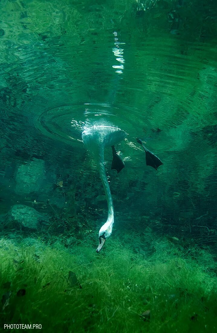 Птицы летающие под водой. Подводный фотограф Лягушкин.