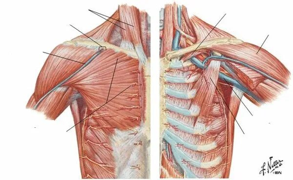 Pectoralis Major мышца. Pectoralis Major muscle Anatomy. Анатомия грудной клетки Неттер. Анатомия мышц грудной клетки человека.
