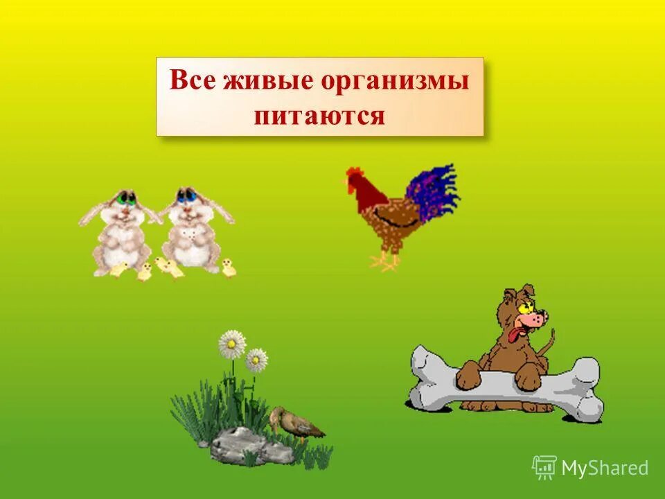 все живые организмы обладают наследственностью и изменчивостью. 5 1 все живые. 5 1 все живые. живая и неживая природа для дошкольников. живое вещество биосферы,биология 9 кл.