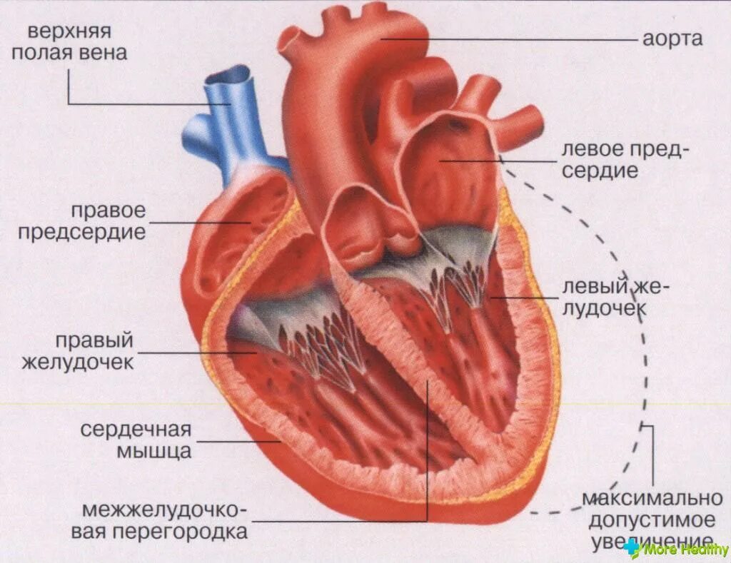 строение сердечной мышцы анатомия. правое предсердие сердца анатомия. камеры сердца человека анатомия. строение сердца 4 камеры. строение сердца человека камеры.
