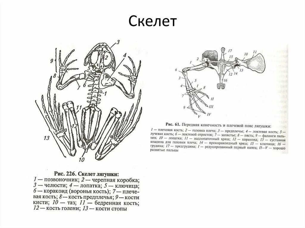 Скелет передних конечностей лягушки. Строение поясов конечностей лягушки. Строение пояса задних конечностей лягушки. Строение пояса передних конечностей лягушки. Скелет лягушки пояс передних конечностей.