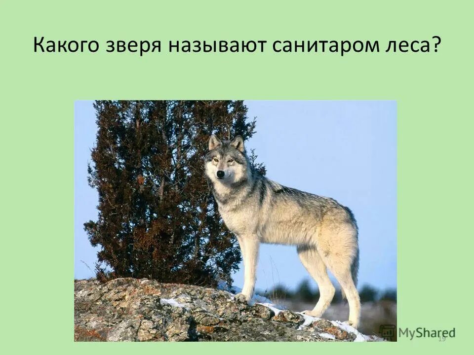 Животные являющиеся санитарами. Какая группа животных считается санитарами леса?. Санитары леса животные. С волками жить. Кого из животных называют санитарами леса.