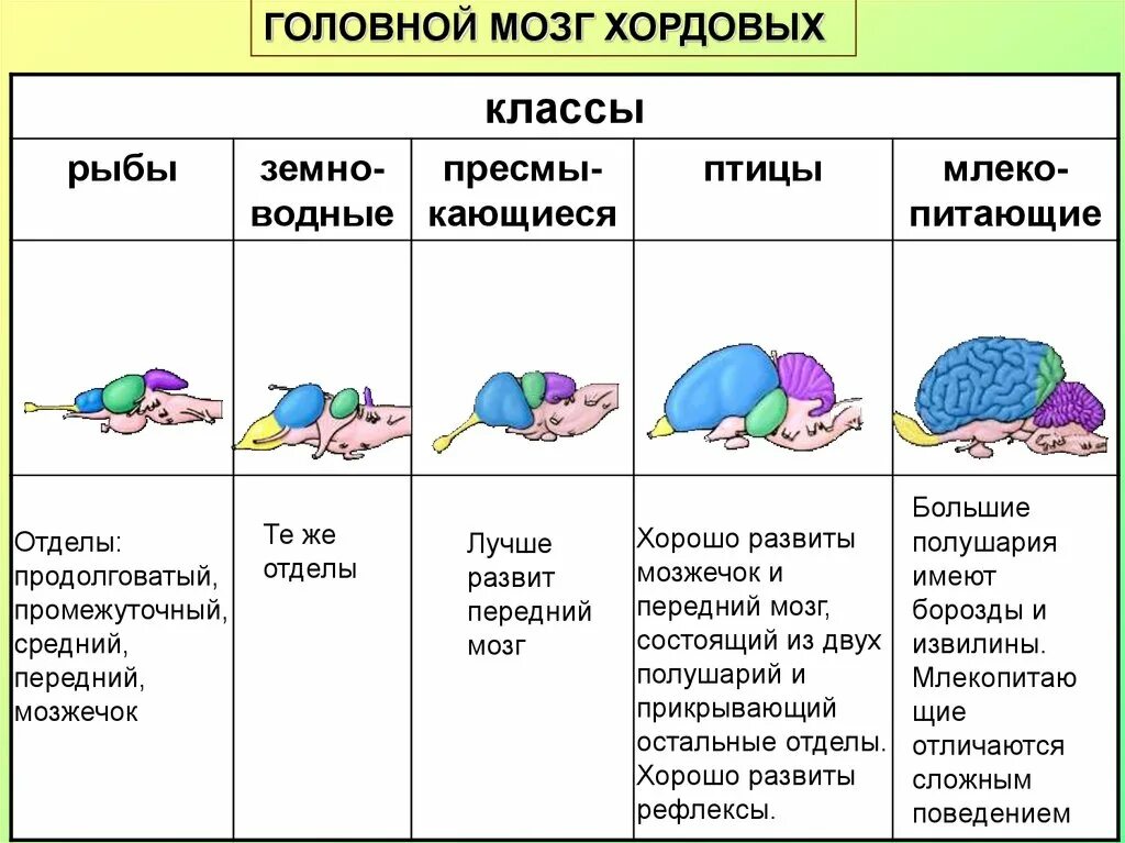 Наиболее развитые отделы головного мозга у млекопитающих. Таблица сравнения строение головного мозга позвоночных. Сравнение головного мозга хордовых животных. Сравнение головного мозга хордовых таблица. Эволюция головного мозга хордовых таблица.