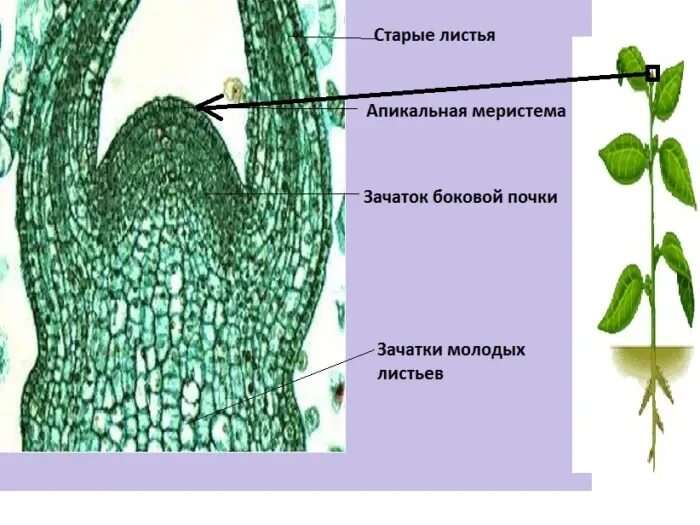 Зона нарастания. Апекс побега элодеи. Строение верхушечной меристемы побега. Апекс побега меристема. Верхушечная меристема побега элодеи канадской.