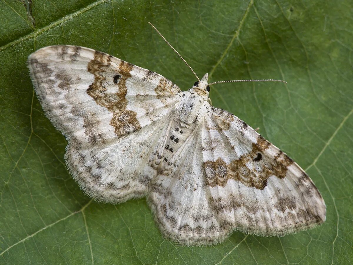 березовая пяденица мутация. березовая бабочка. березовая пяденица индустриальный меланизм. березовая зеленая пяденица. бабочка березовая пяденица.