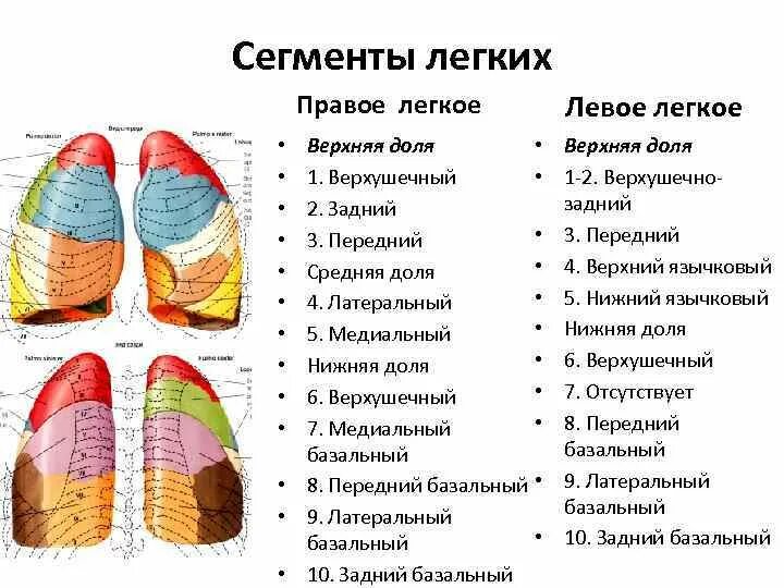 Средняя часть легкого