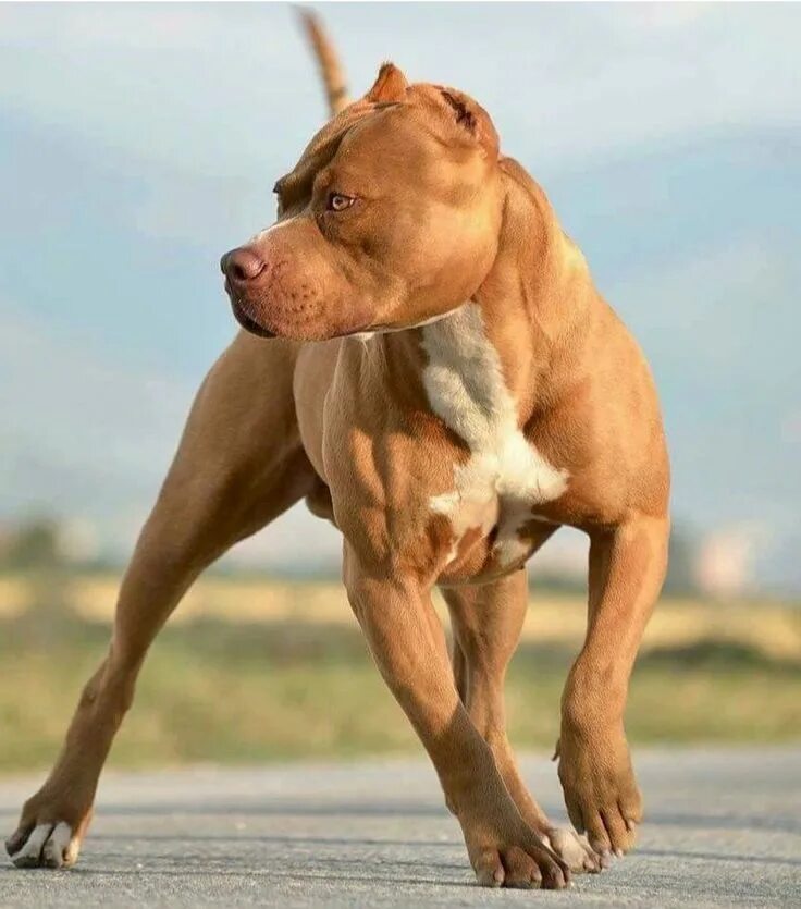 Pit bull terriers виды. Американский питбультерьер. Американскийпитбультырьер. Африканский питбультерьер. Американскийпитьультерьер.