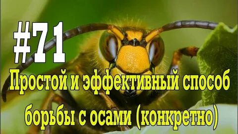 Желтобровый как победить