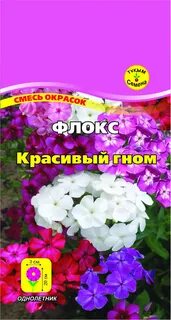 Флокс красивый гном фото