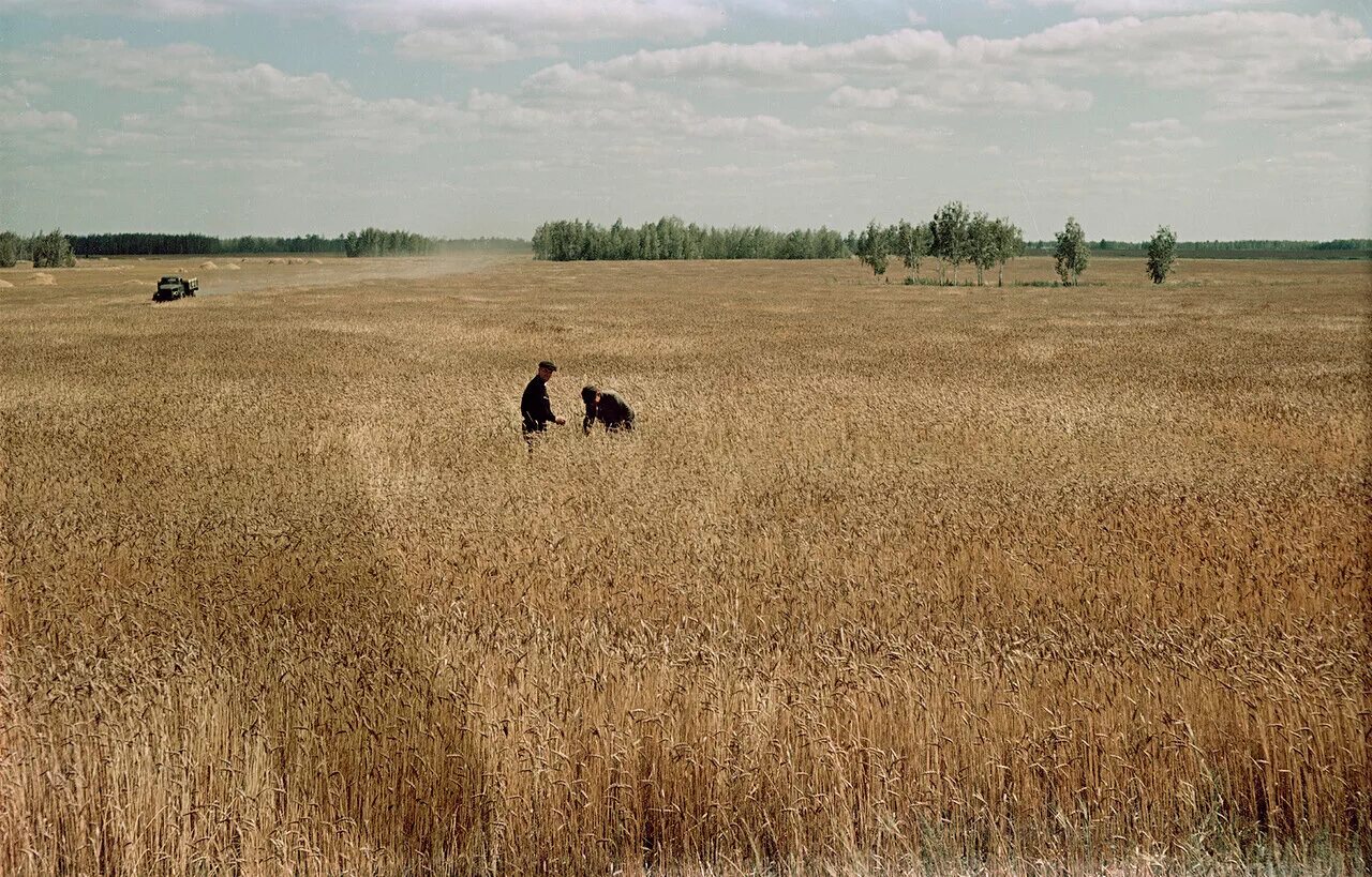 Освоение целины в казахстане. Целина казахстан. Целина в казахстане 1954. Районы освоения целины. Пахота на целине в казахстане.
