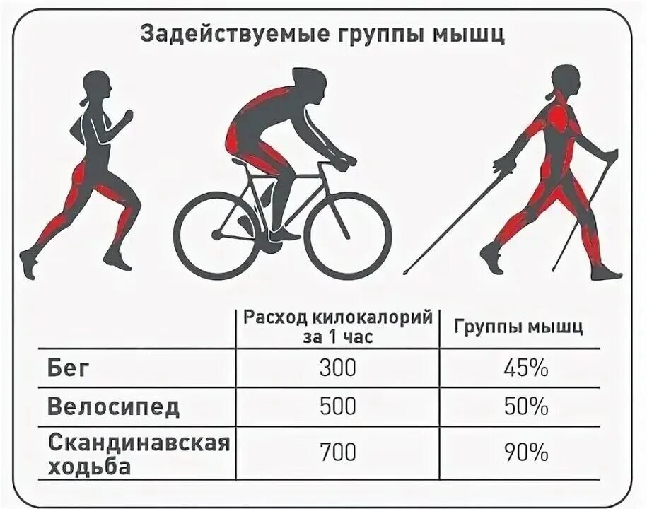 Велосипед сколько калорий сжигается за час. Мышцы задействованные при скандинавской ходьбе. Сколько калорий сжигается при скандинавской ходьбе. Мышцы задействованные при езде на велосипеде. Калории при беге и велосипеде.