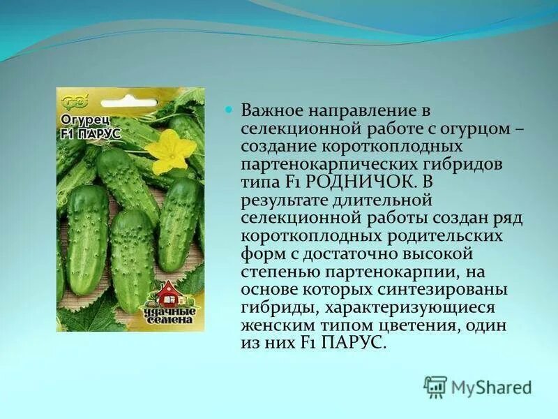 Партенокарпический гибрид огурцов. Партенокарпические гибриды огурца. Мелкобугорчатый партенокарпический огурец. Что значит партенокарпический гибрид