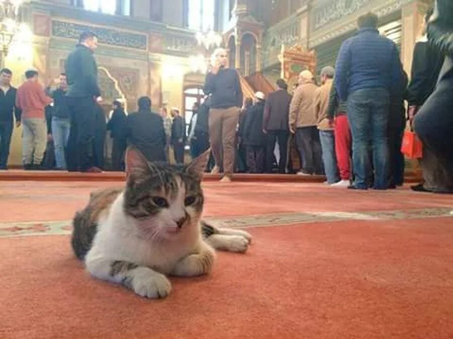 Мусульманский кот. Кошка в мечети. Стамбул кот мечеть. Исламский кот. Кот в Исламе.