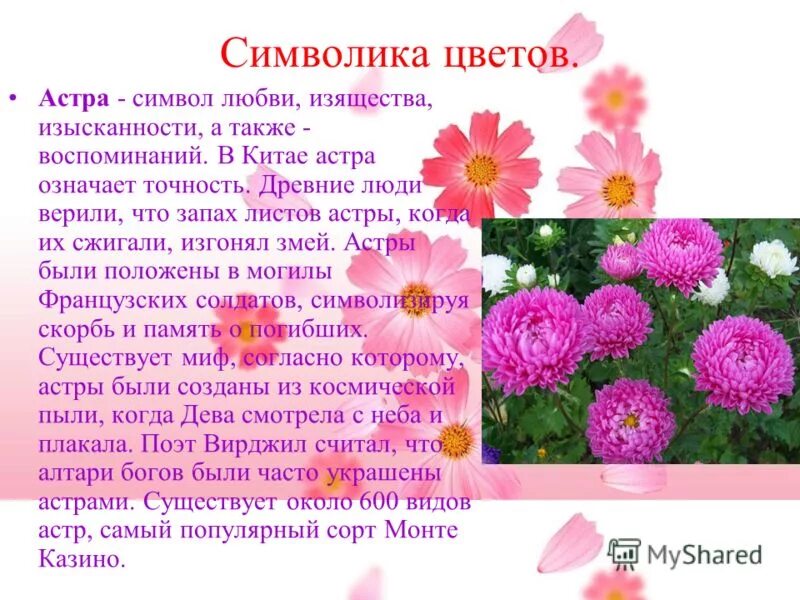описание цветов. белые лилии на языке цветов. что означают 2 цветка. что означают 2 цветка. гортензия интересные факты.