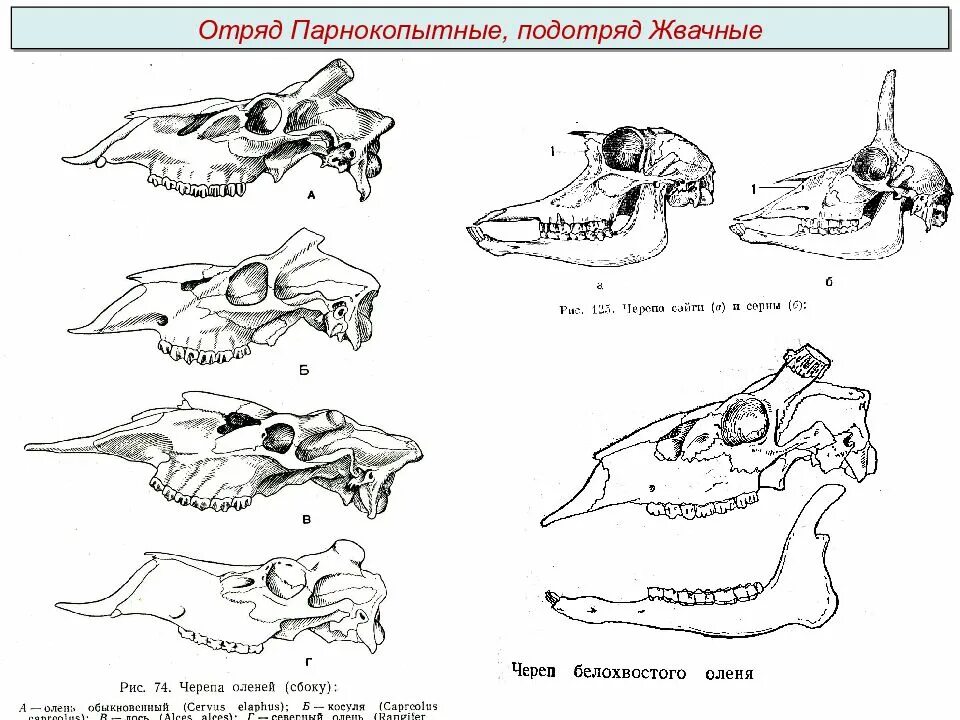 Особенности зубной системы парнокопытных. Черепа отрядов млекопитающих. Строение черепа млекопитающих разных отрядов. Черепа млекопитающих различных отрядов в картинках. Зубные системы животных разных отрядов млекопитающих.