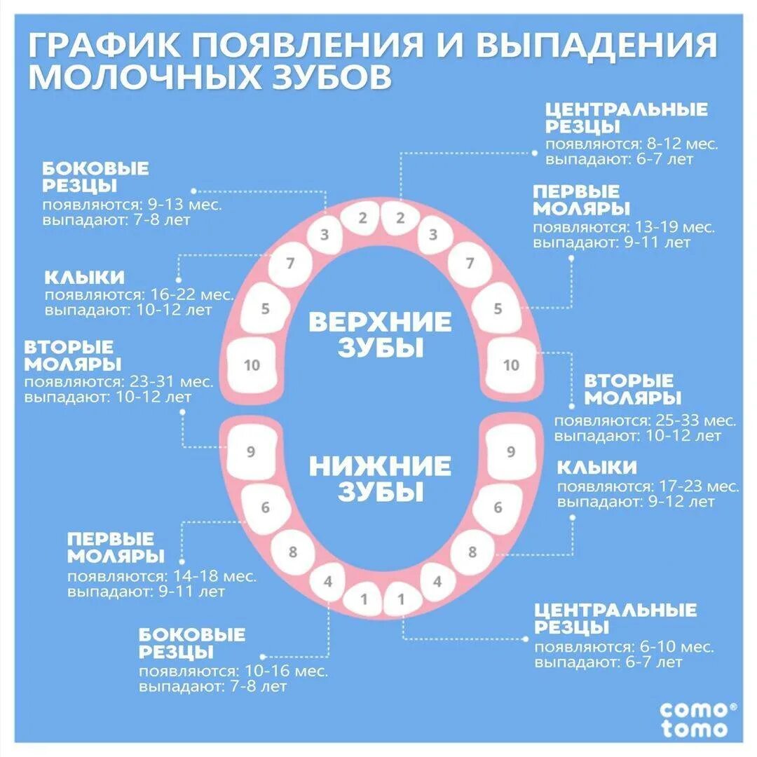 Зубы у детей порядок прорезывания и выпадения. Схема прорезывания и выпадения молочных зубов. Порядок выпадения молочных зубов схема. График прорезывания молочных зубов у детей после года. Во сколько у ребенка появляются зубы