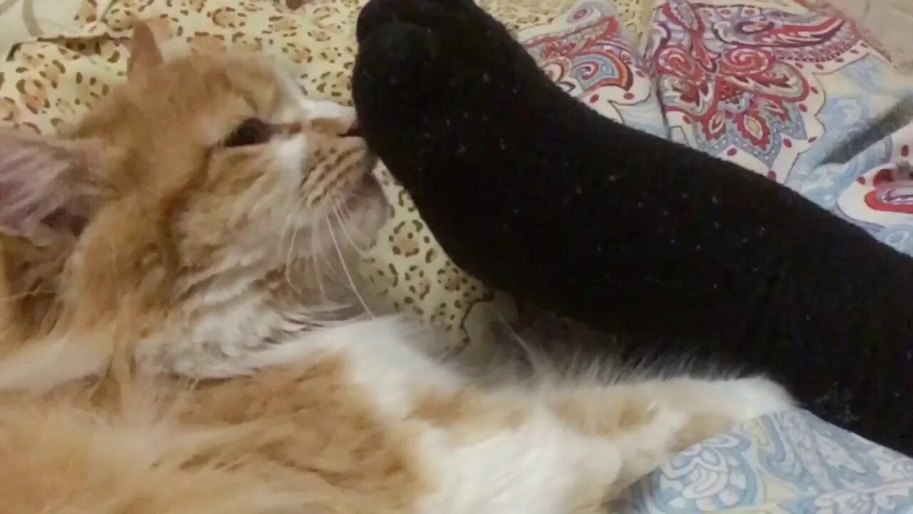 Кошки нюхают ртом. Кот понюхал носки. Кошка нюхает носки. Кот понюхал ногу. Кот нюхает ногу.