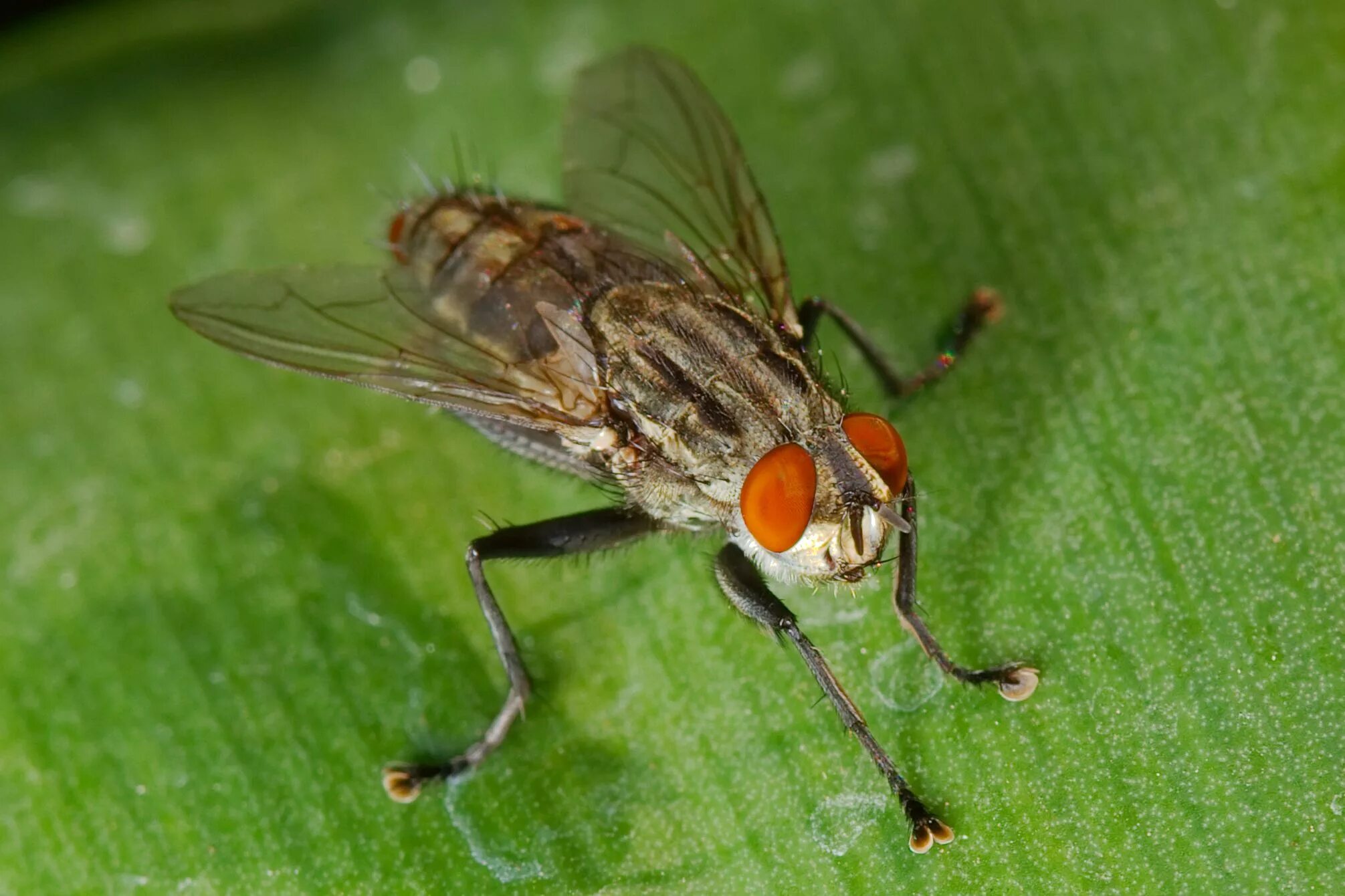 Tsetse fly. Муха ЦЕЦЕ. Насекомые Муха ЦЕЦЕ. Ядовитый ЦЕЦЕ. Синантропные Двукрылые.