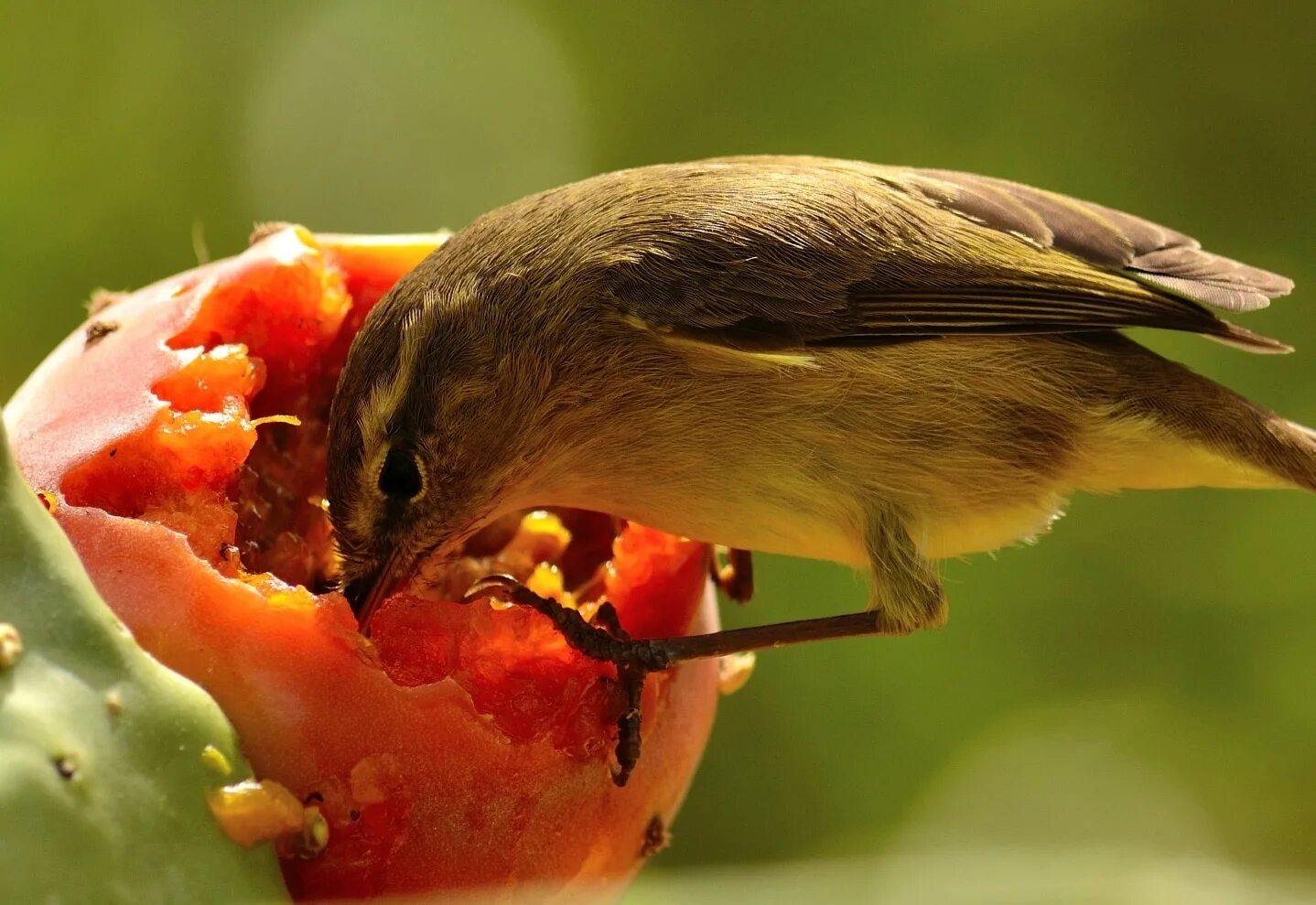 Птицы едят железо. Что едят птицы. Птицы поедают урожай. Съеденный птицами урожай. Птица ест фрукты и овощи.