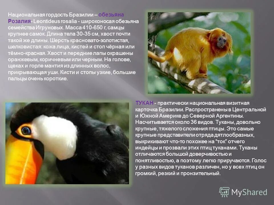 растительность бразилии. растения и животные бразильского плоскогорья. болота пантанал бразилия. пантанал бразилия. почвы растительность животный мир бразилии.