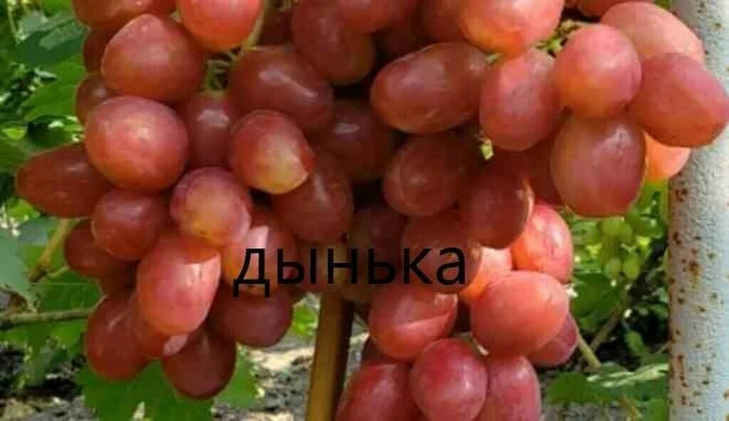 Дынька виноград описание сорта фото. Виноград плодовый гарольд. Виноград фиолетовый августовский. Сорт винограда новочеркасский юбилейный. Виноград дынька отзывы видео описание.