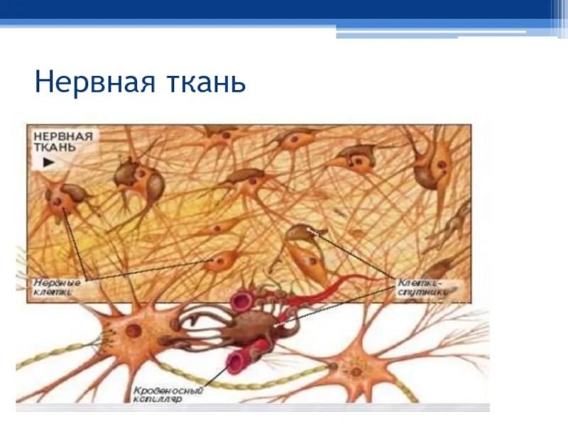 Нервная ткань состоит из собственно нервных. Нервная ткань. Нервная ткань животных. Нервная ткань растений. Изображение нервной ткани.