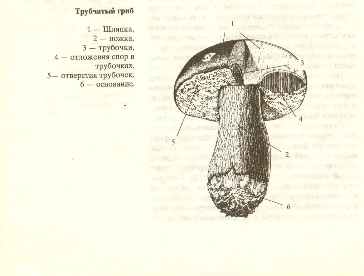 Грибы строение шляпочных грибов. Строение шляпки шляпочного гриба. Строение шляпочного гриба в разрезе. Строение трубчатых и пластинчатых грибов.
