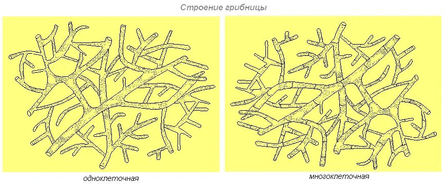 Мицелий гриба гиф. Строение мицелия грибов. Строение грибницы мицелия. Строение мицелия высших и низших грибов. Мицелий клеточный и неклеточный.