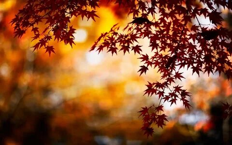 Mabon 🍁 Autumn Equinox Обои Для Компьютера, Фото Настенный Коллаж, Осень, ...